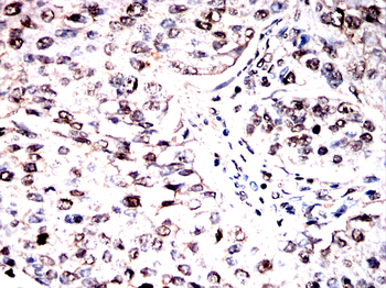 GPER1 Antibody