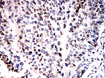 GPER1 Antibody