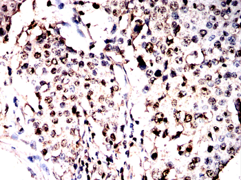 GPER1 Antibody