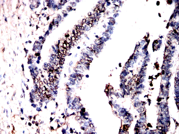 GPER1 Antibody