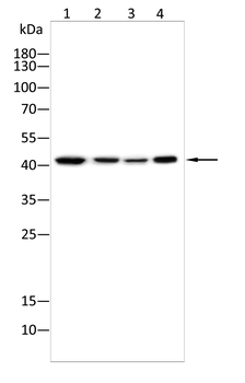 GPER1 Antibody