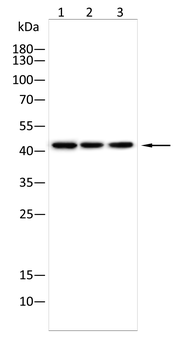 GPER1 Antibody