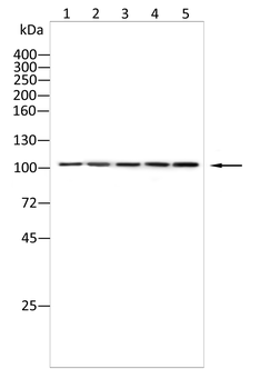 PRKD1 Antibody