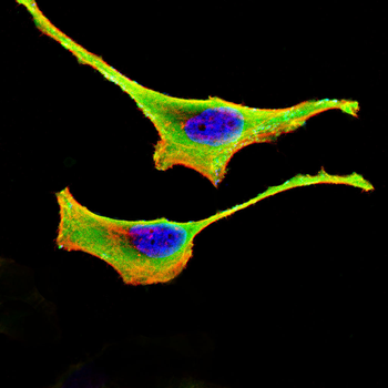 CLCA1 Antibody