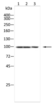CLCA1 Antibody