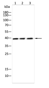 P2RY12 Antibody