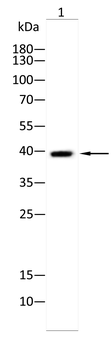 P2RY12 Antibody