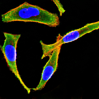 P2RY12 Antibody