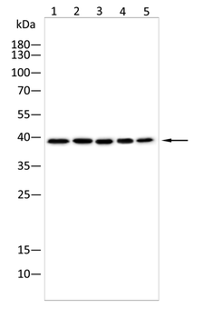 P2RY12 Antibody