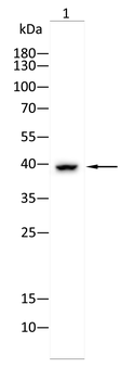 P2RY12 Antibody
