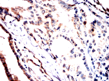 POLB Antibody