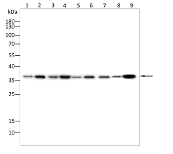 POLB Antibody