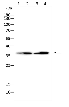 POLB Antibody