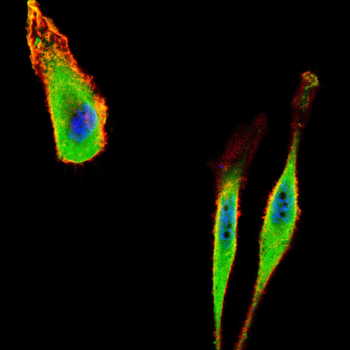 POLB Antibody