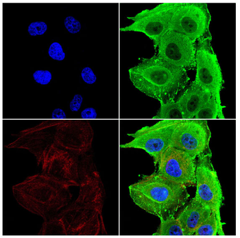 MTDH Antibody