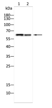 MTDH Antibody