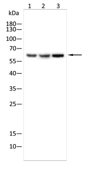 MTDH Antibody