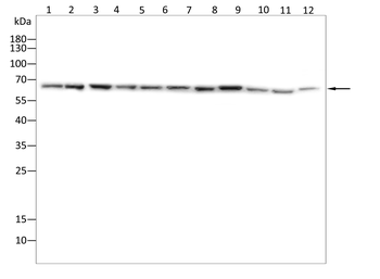 MTDH Antibody