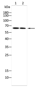 MTDH Antibody