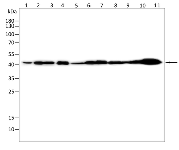PDHA1 Antibody