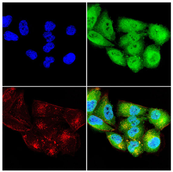 RAC1/RAC2/RAC3 Antibody