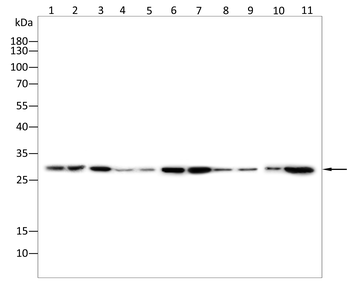 RAC1/RAC2/RAC3 Antibody