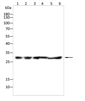 RAC1/RAC2/RAC3 Antibody