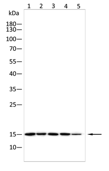 NDUFS4 Antibody