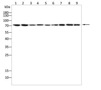 FOXO3 Antibody