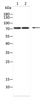 FOXO3 Antibody