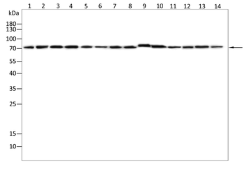 FOXO3 Antibody