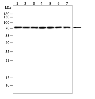 FOXO3 Antibody