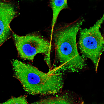 RAP1A/RAP1B Antibody