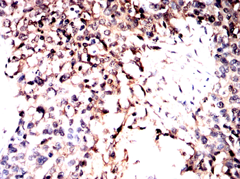 RAP1A/RAP1B Antibody