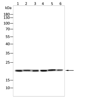 RAP1A/RAP1B Antibody