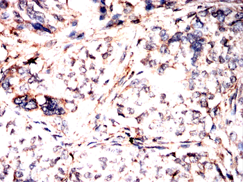 EEF1A2 Antibody