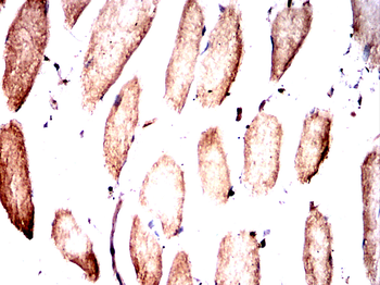 EEF1A2 Antibody