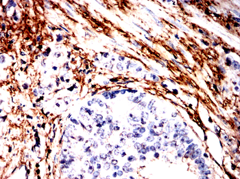 EEF1A2 Antibody