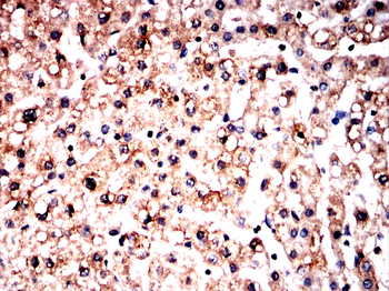 EEF1A2 Antibody