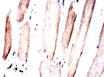 EEF1A2 Antibody