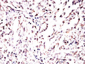 EEF1A2 Antibody