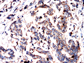 EEF1A2 Antibody