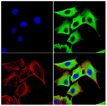 TFEB Antibody
