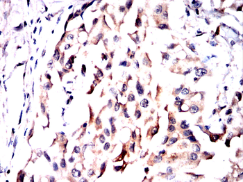 TFEB Antibody