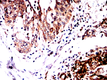 TFEB Antibody