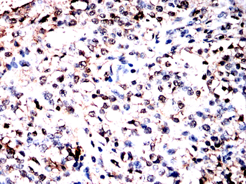 TFEB Antibody