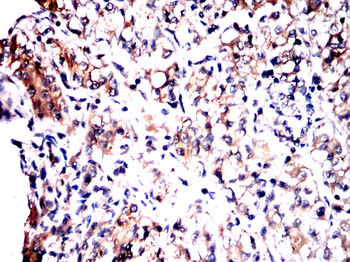 TFEB Antibody