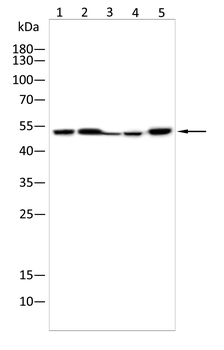 TFEB Antibody