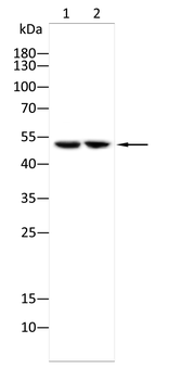 TFEB Antibody