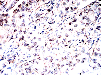TFEB Antibody